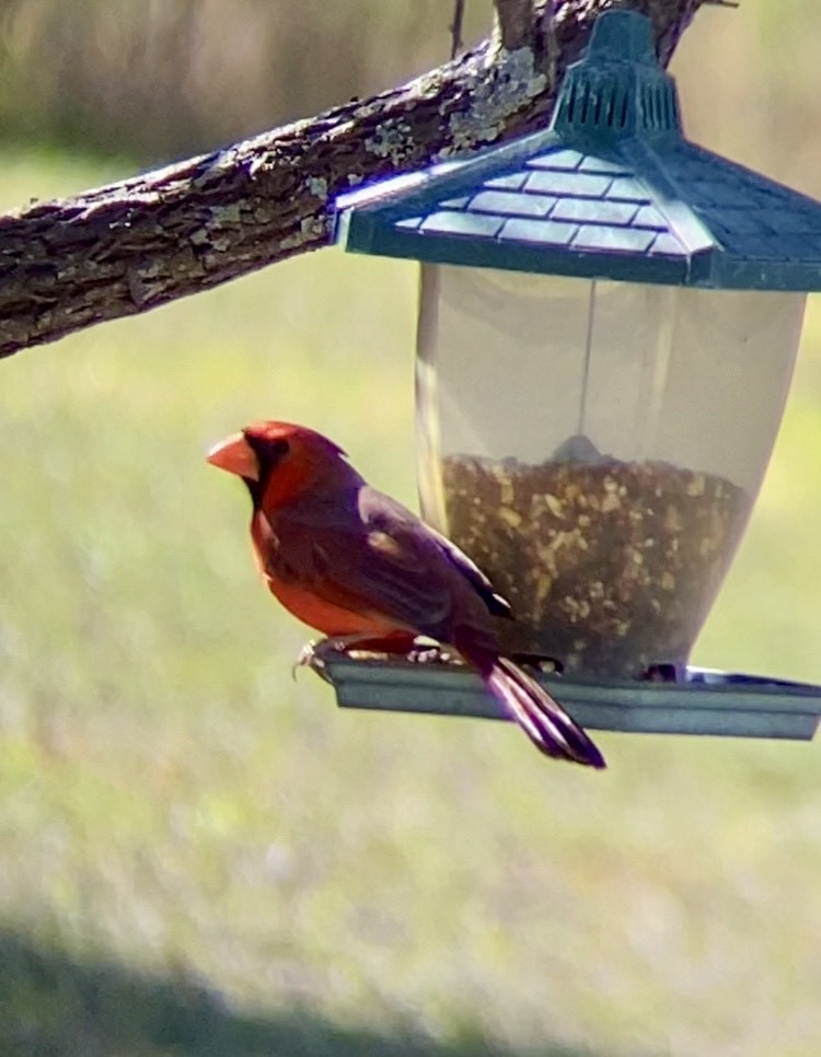 Northern Cardinal - ML626174065