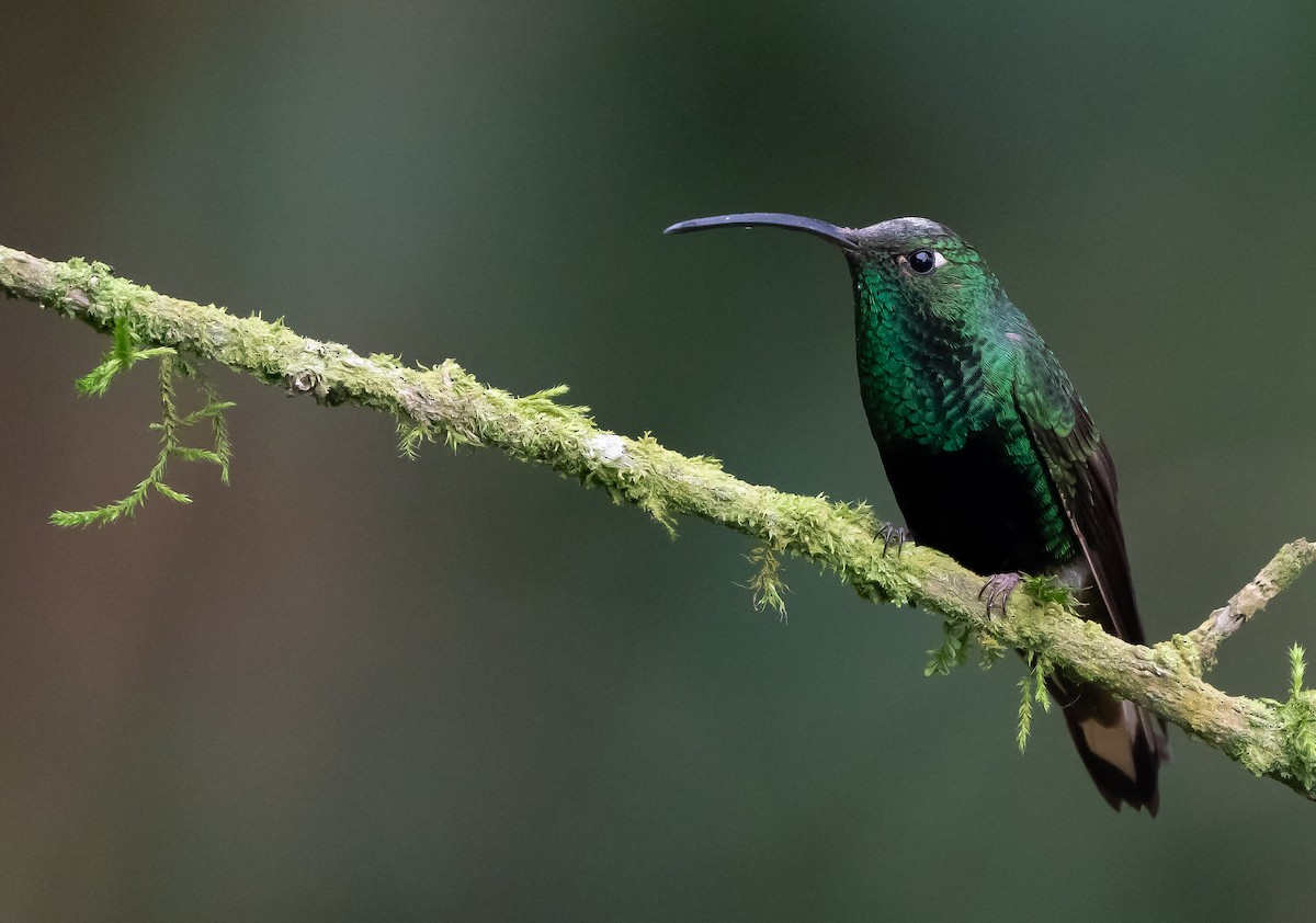 Mountain Velvetbreast - ML626174160