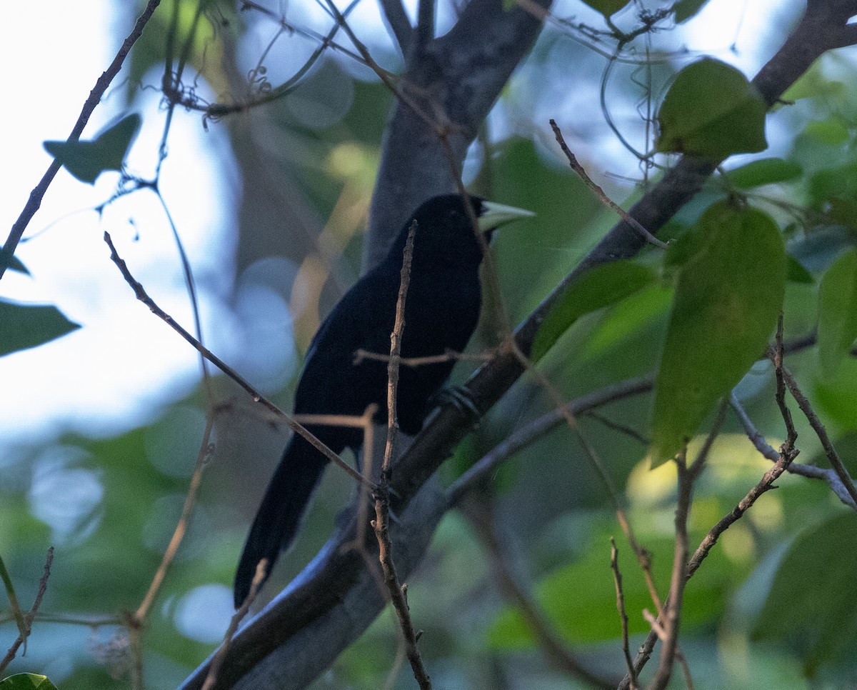 Yellow-billed Cacique - ML626174181