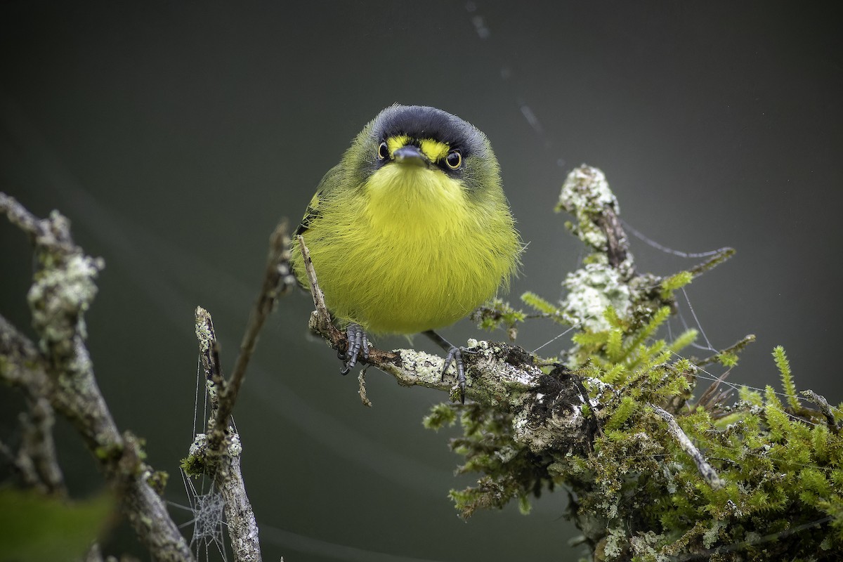 Gray-headed Tody-Flycatcher - ML626174276