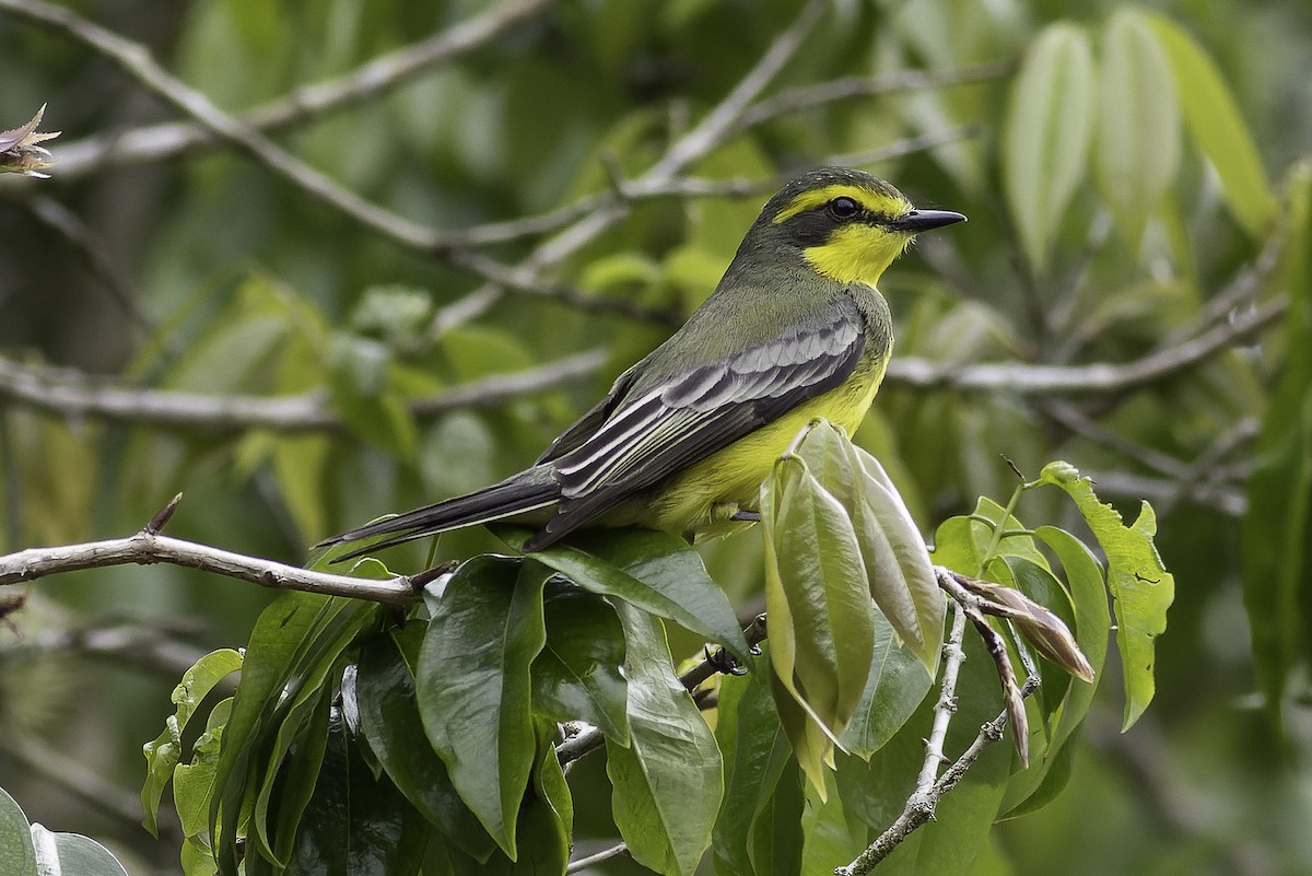 Yellow-browed Tyrant - ML626174378