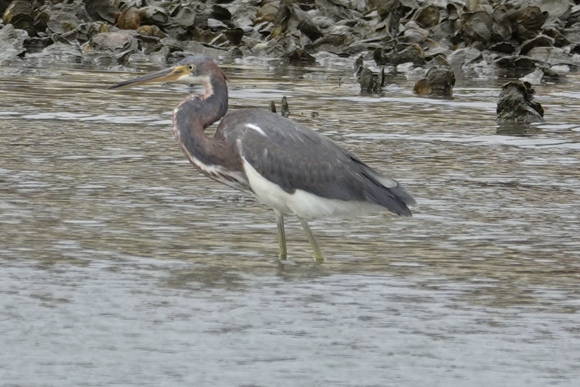 Tricolored Heron - ML626174527