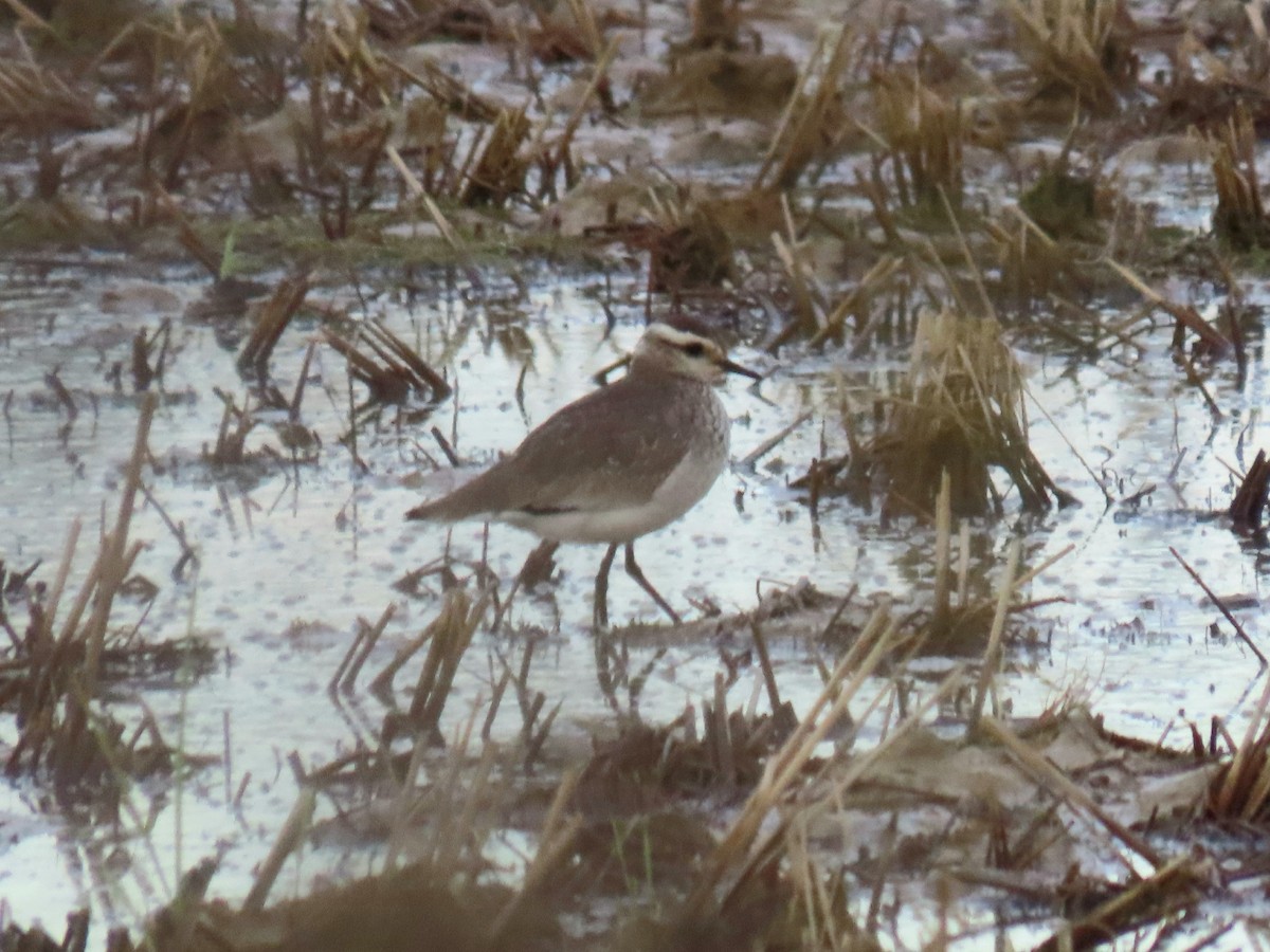 Sociable Lapwing - Alberto Gasquet Orradre