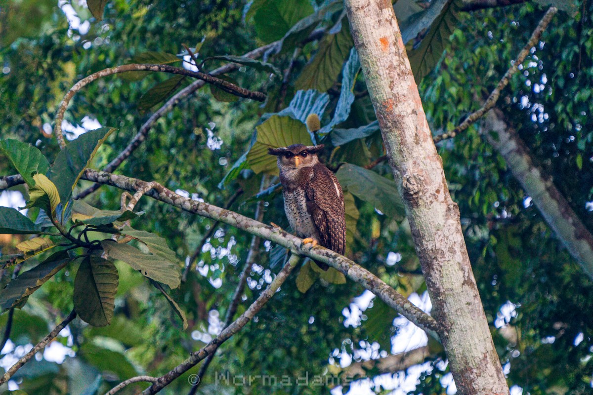 Barred Eagle-Owl - ML626174560