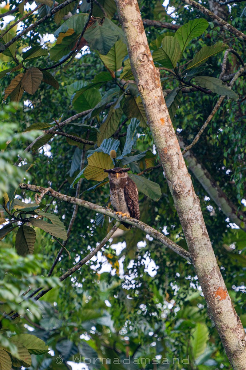 Barred Eagle-Owl - ML626174562