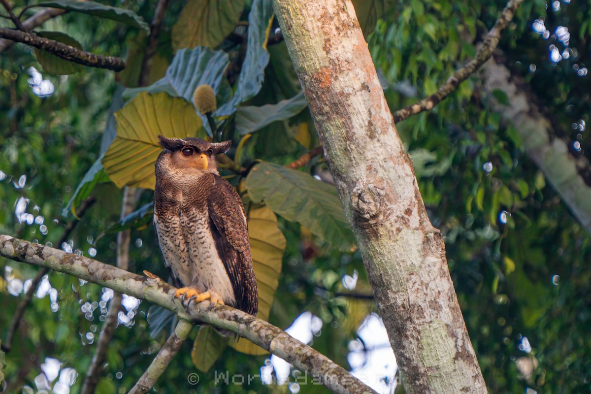 Barred Eagle-Owl - ML626174563