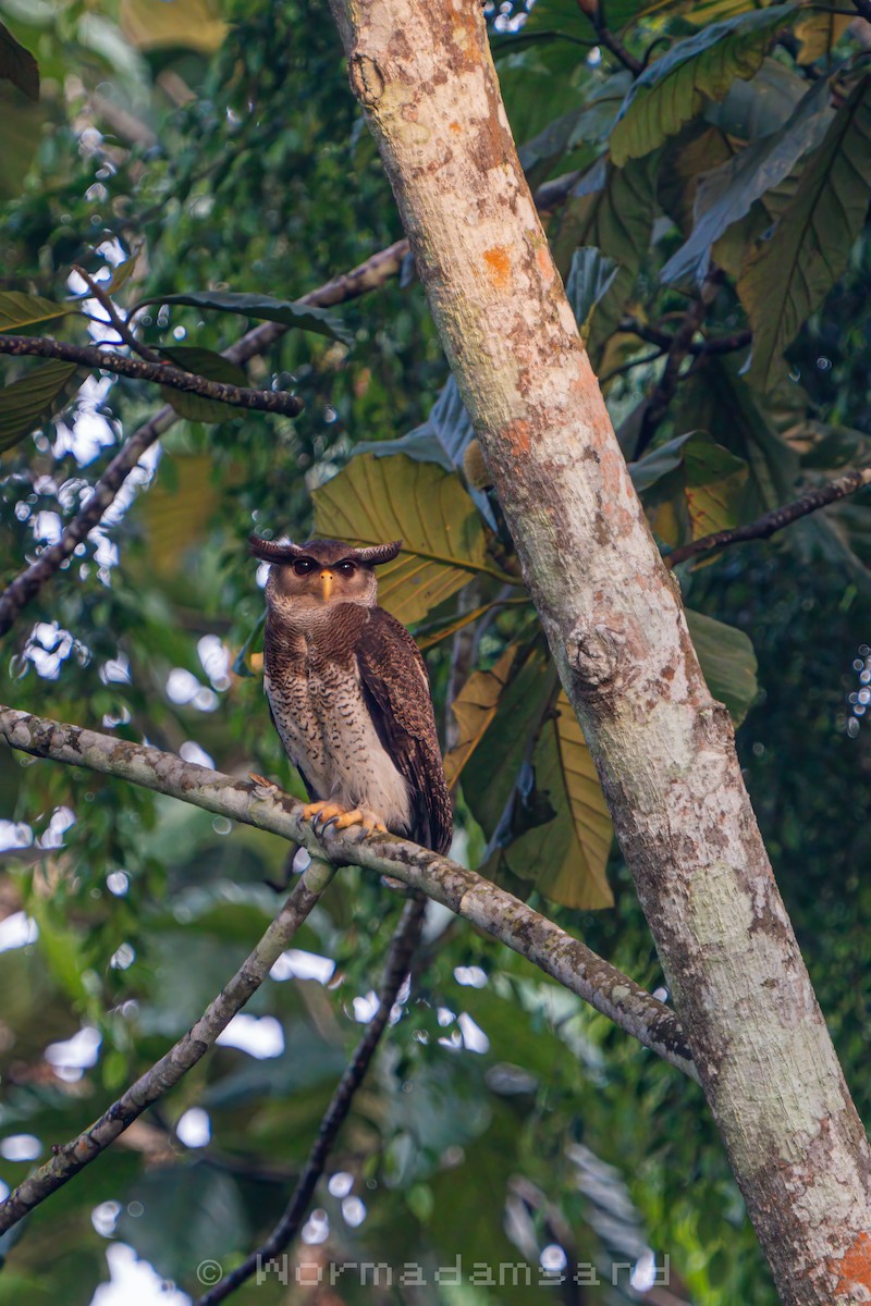 Barred Eagle-Owl - ML626174564