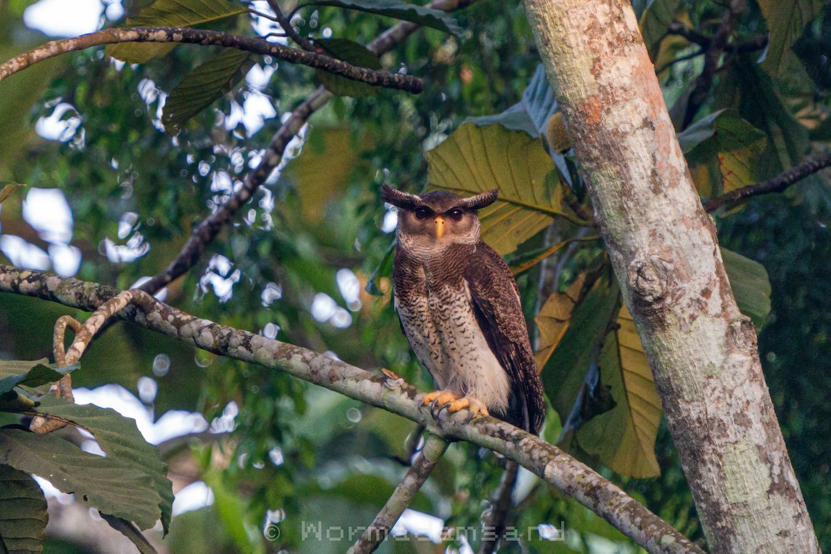 Barred Eagle-Owl - ML626174565