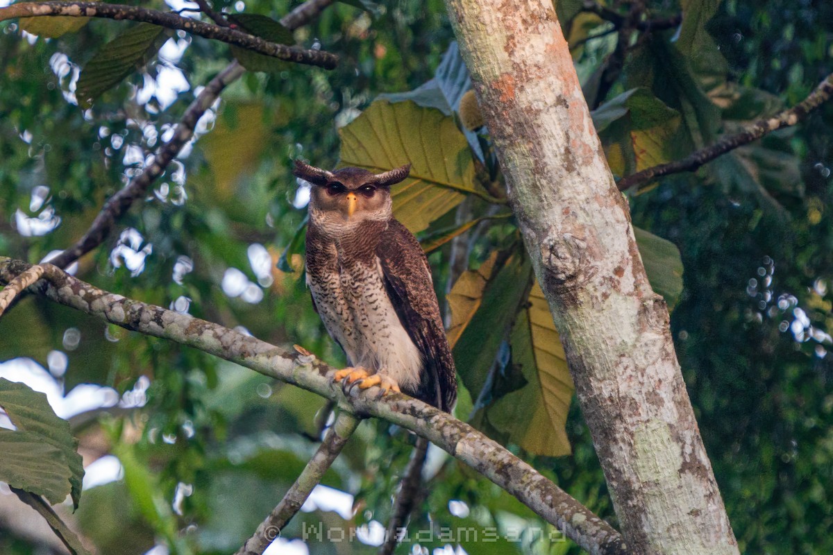 Barred Eagle-Owl - ML626174566