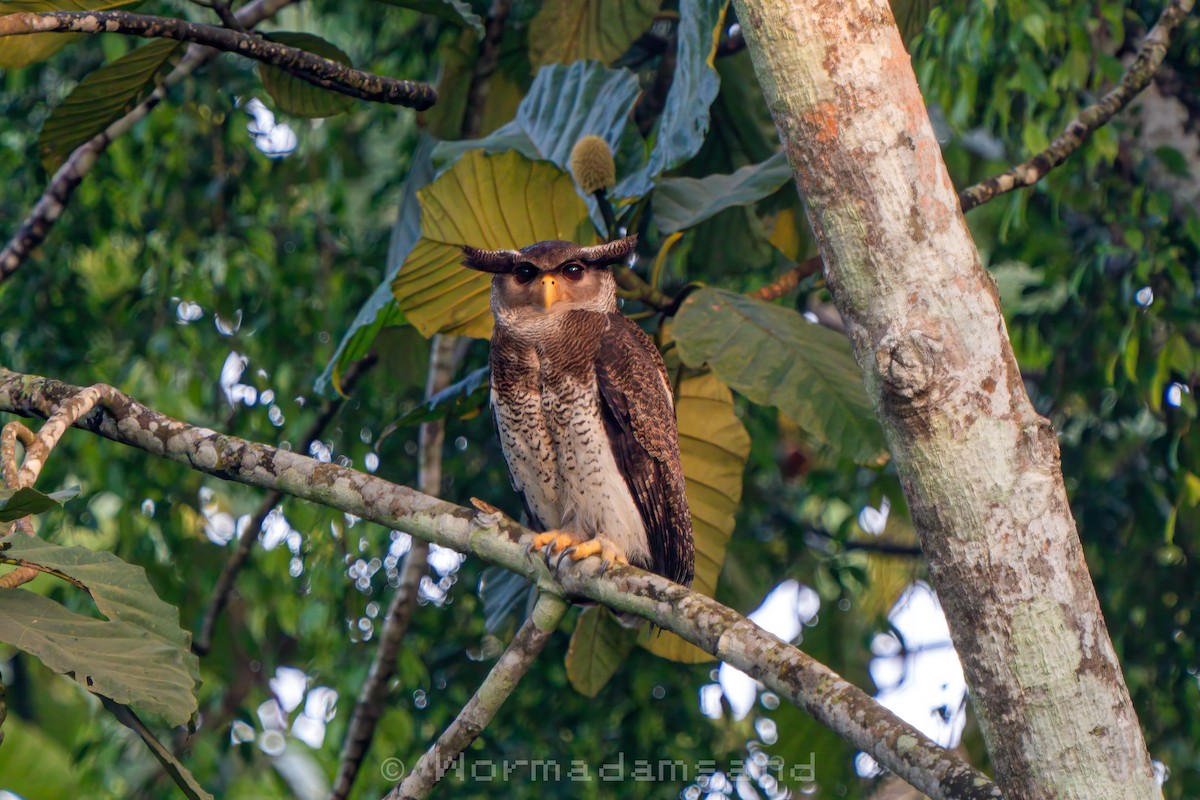 Barred Eagle-Owl - ML626174567