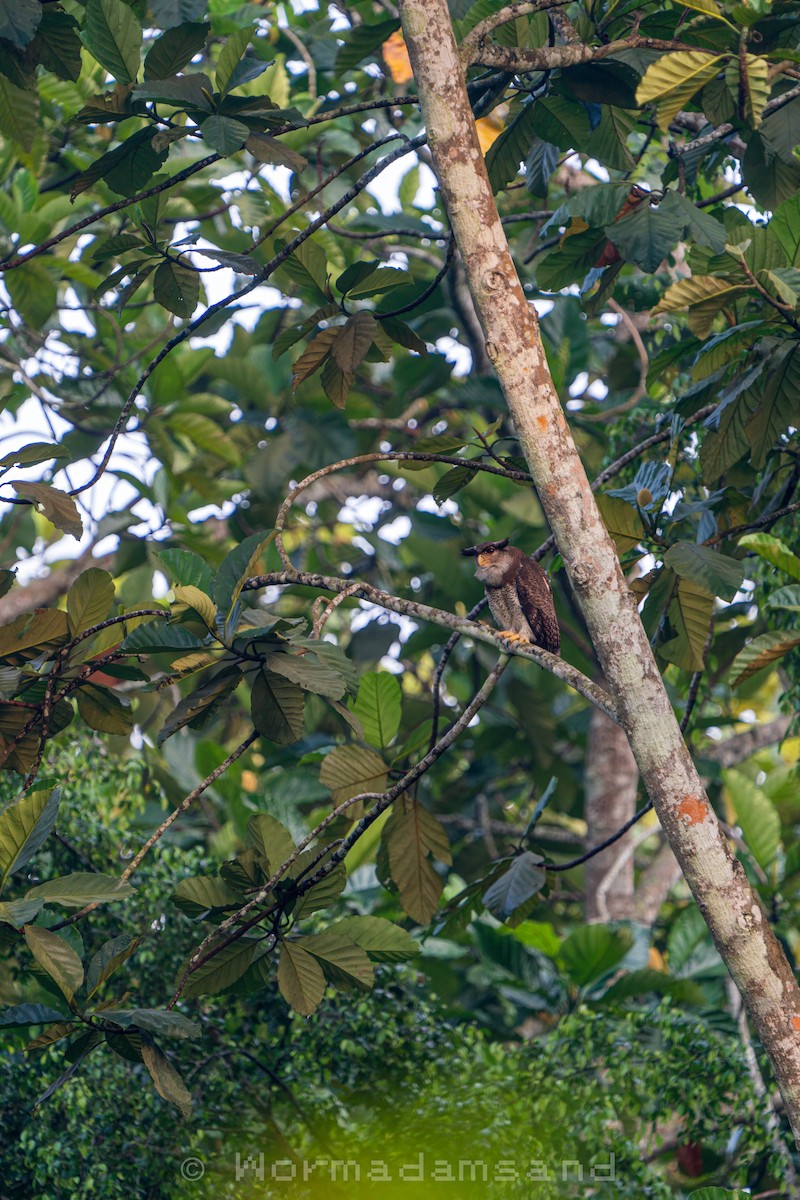 Barred Eagle-Owl - ML626174569