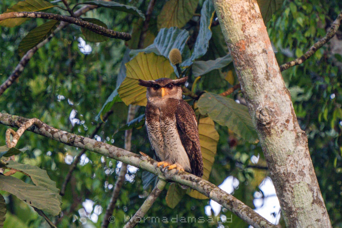 Barred Eagle-Owl - ML626174570