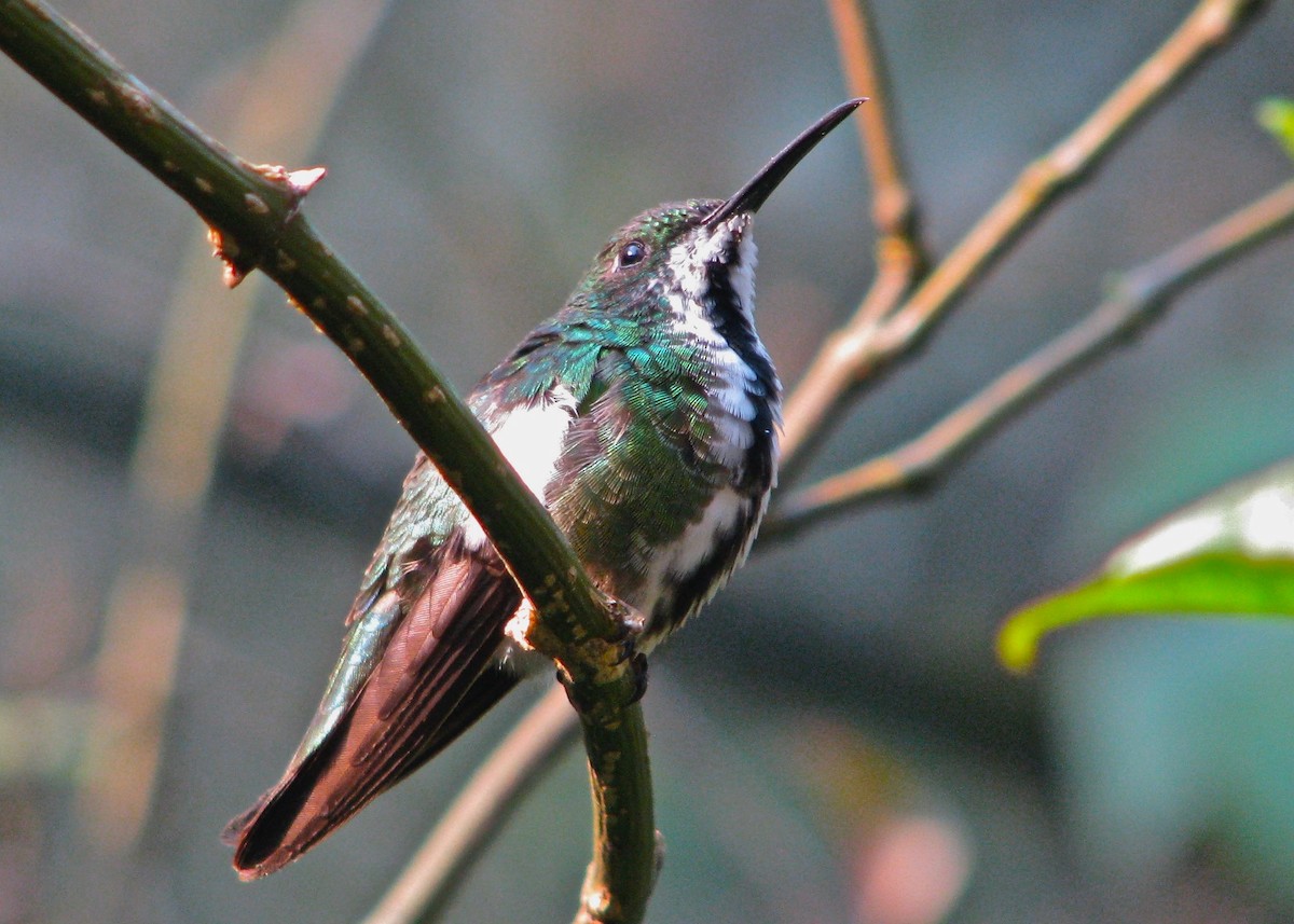 Black-throated Mango - ML626174650