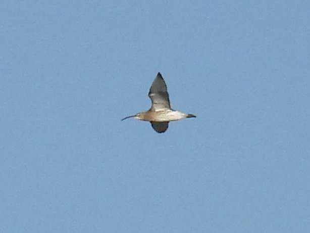 Whimbrel/Eurasian Curlew - ML626174881