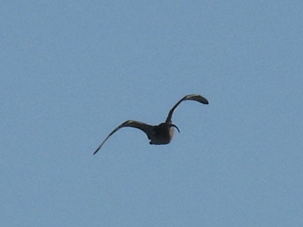 Whimbrel/Eurasian Curlew - ML626174882