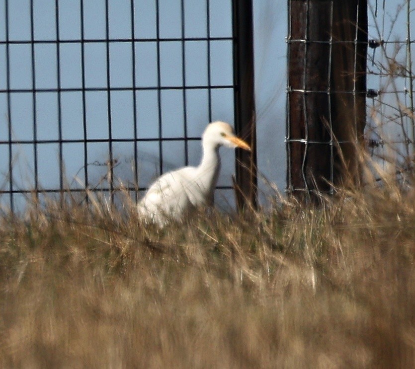 Western Cattle-Egret - ML626175074