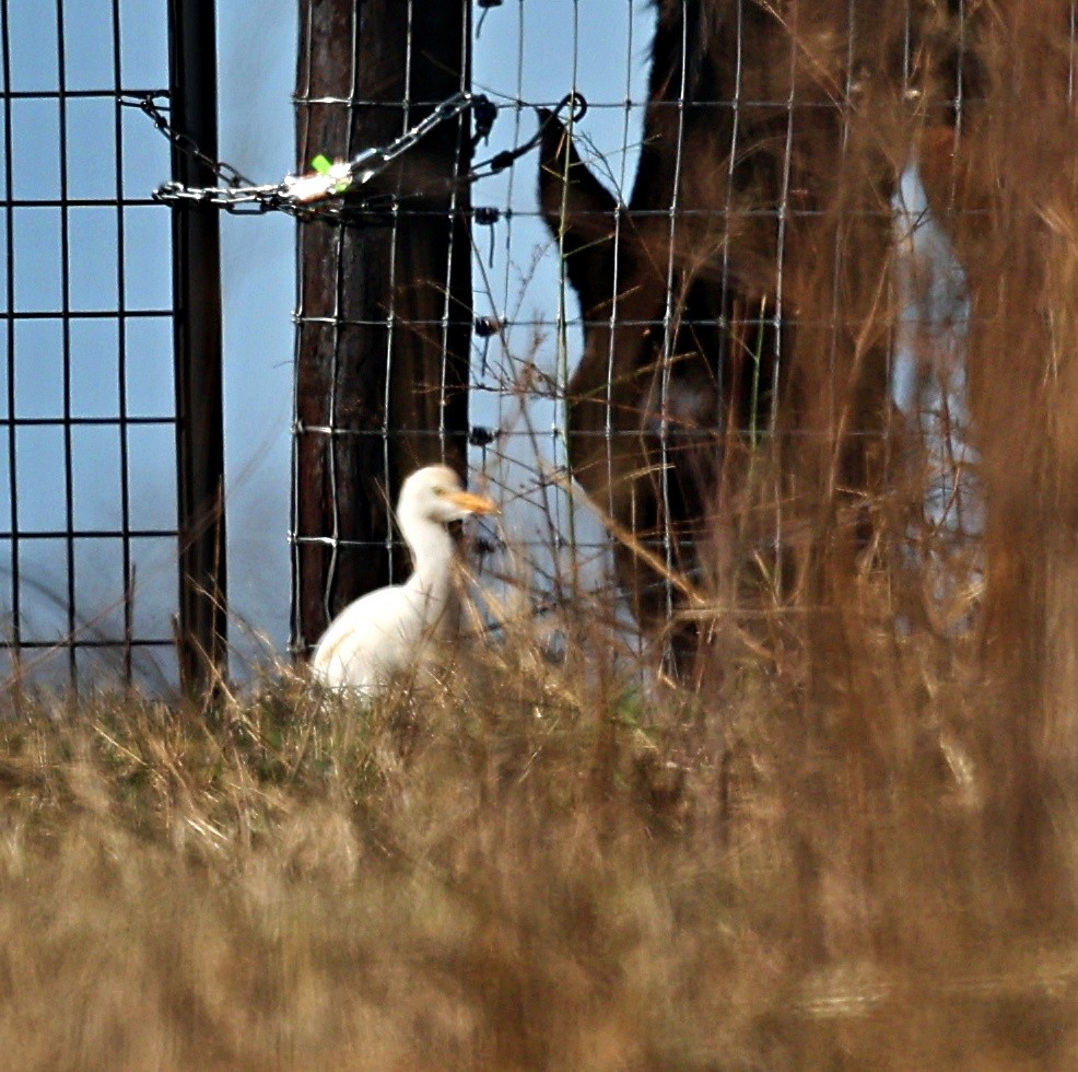 Western Cattle-Egret - ML626175076