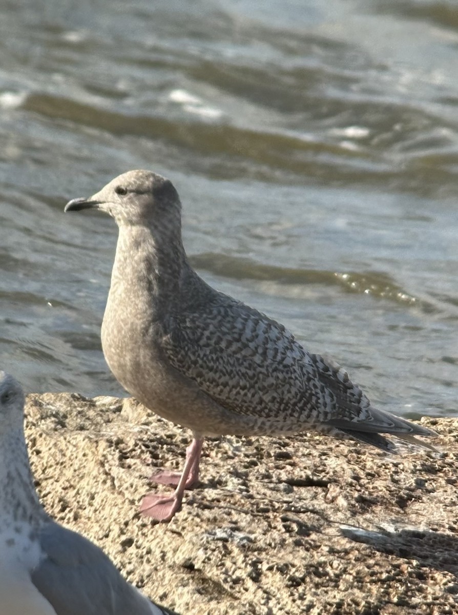 Iceland Gull (Thayer's) - ML626175081