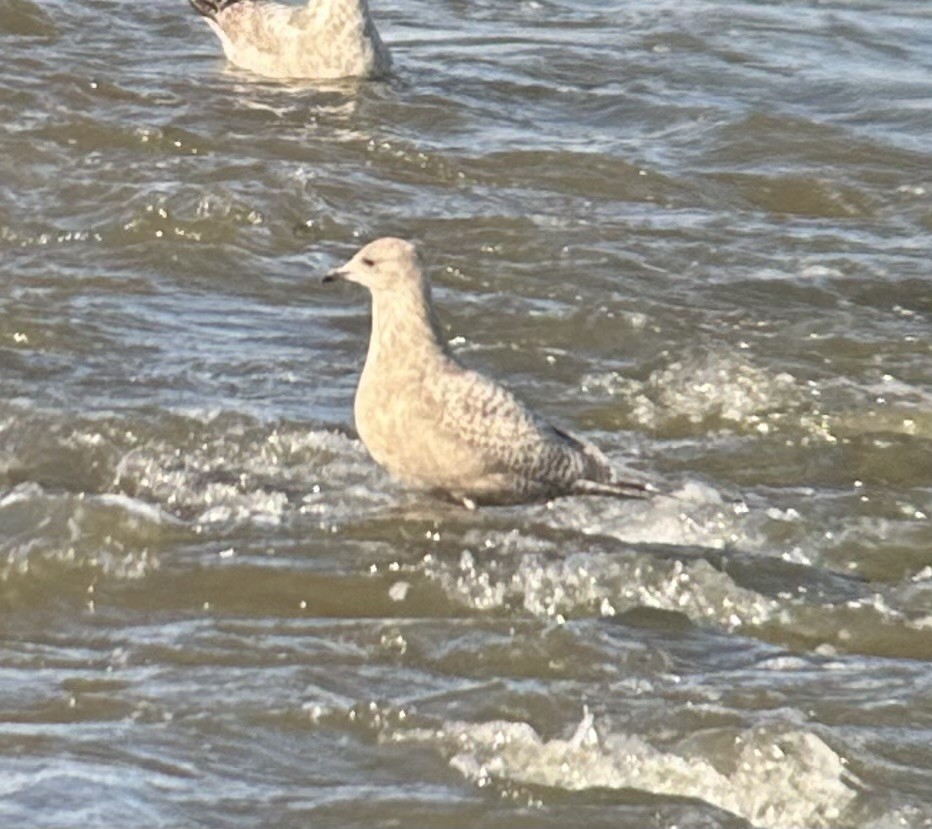 Iceland Gull (Thayer's) - ML626175092