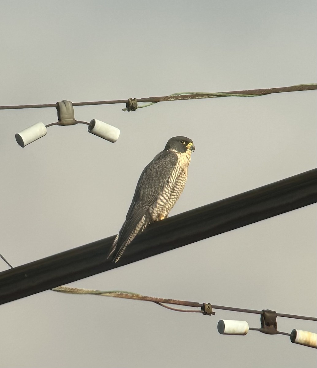 Peregrine Falcon - ML626175103