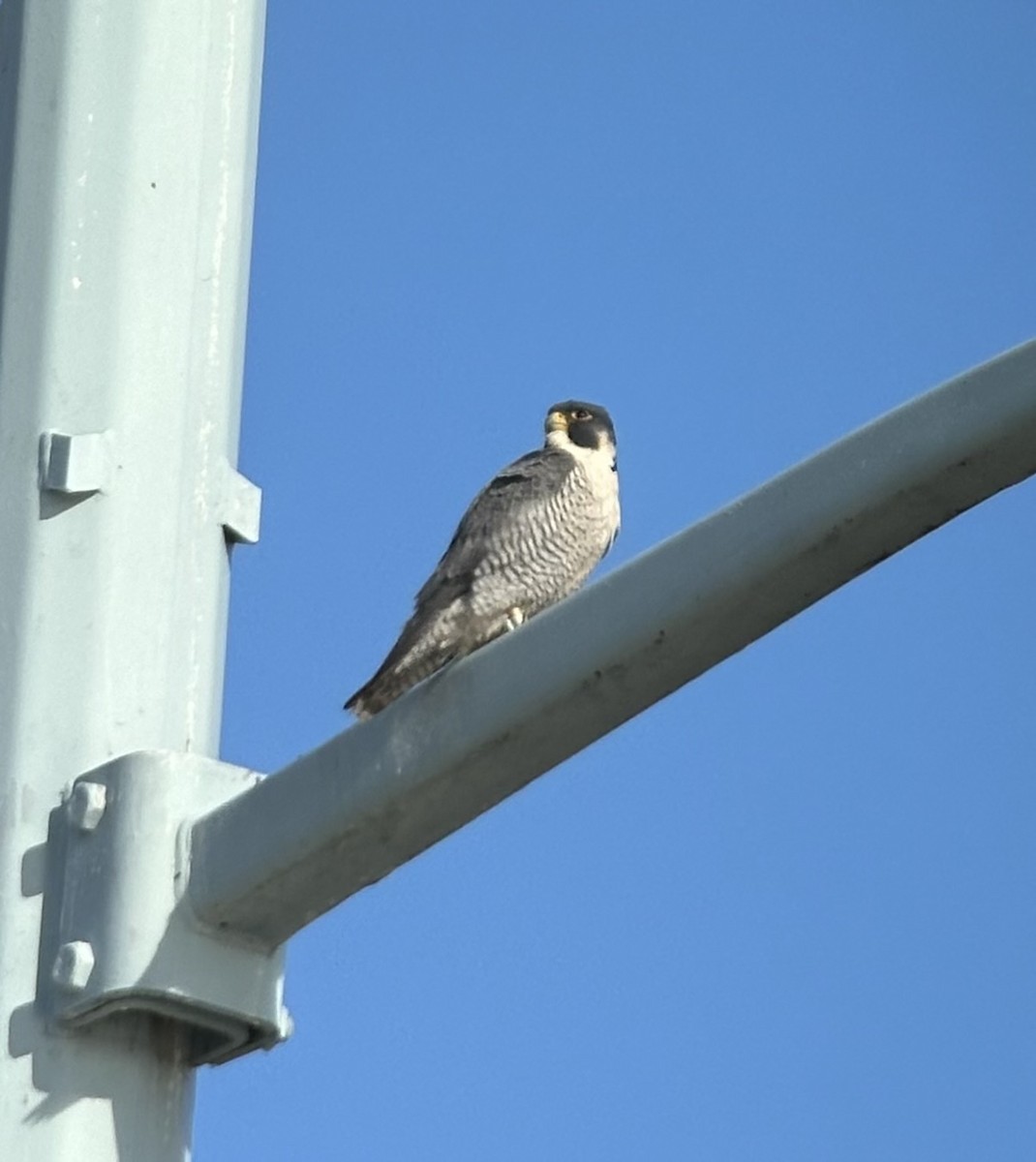 Peregrine Falcon - ML626175106