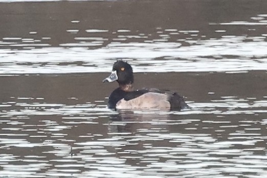 Ring-necked Duck - ML626175128