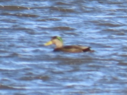 Mallard x American Black Duck (hybrid) - ML626175362