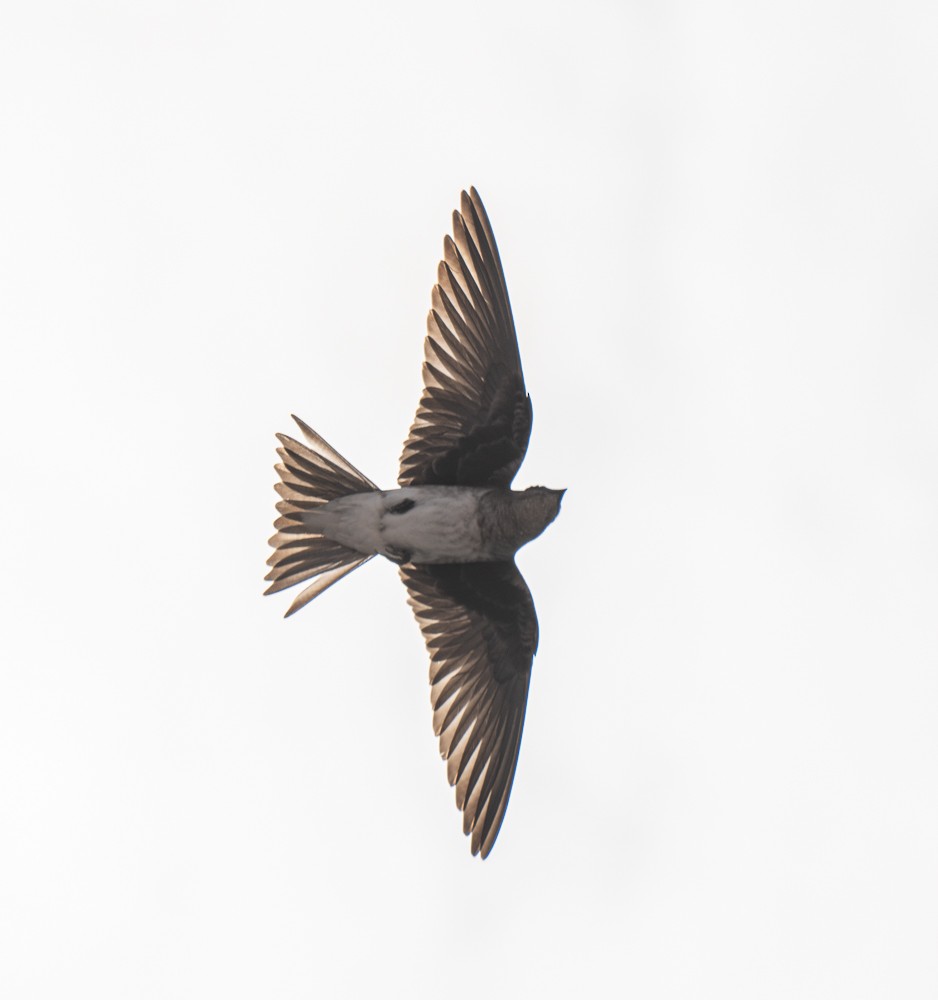 Gray-breasted Martin - ML626176083