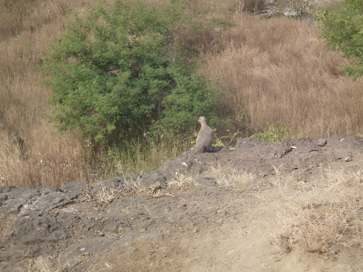 Laughing Dove - ML626176127