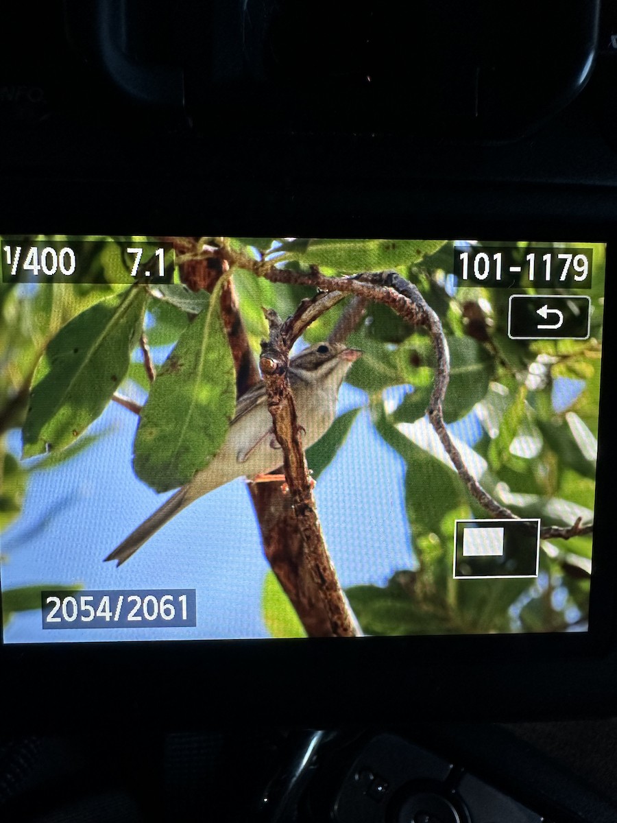 Clay-colored Sparrow - ML626176160