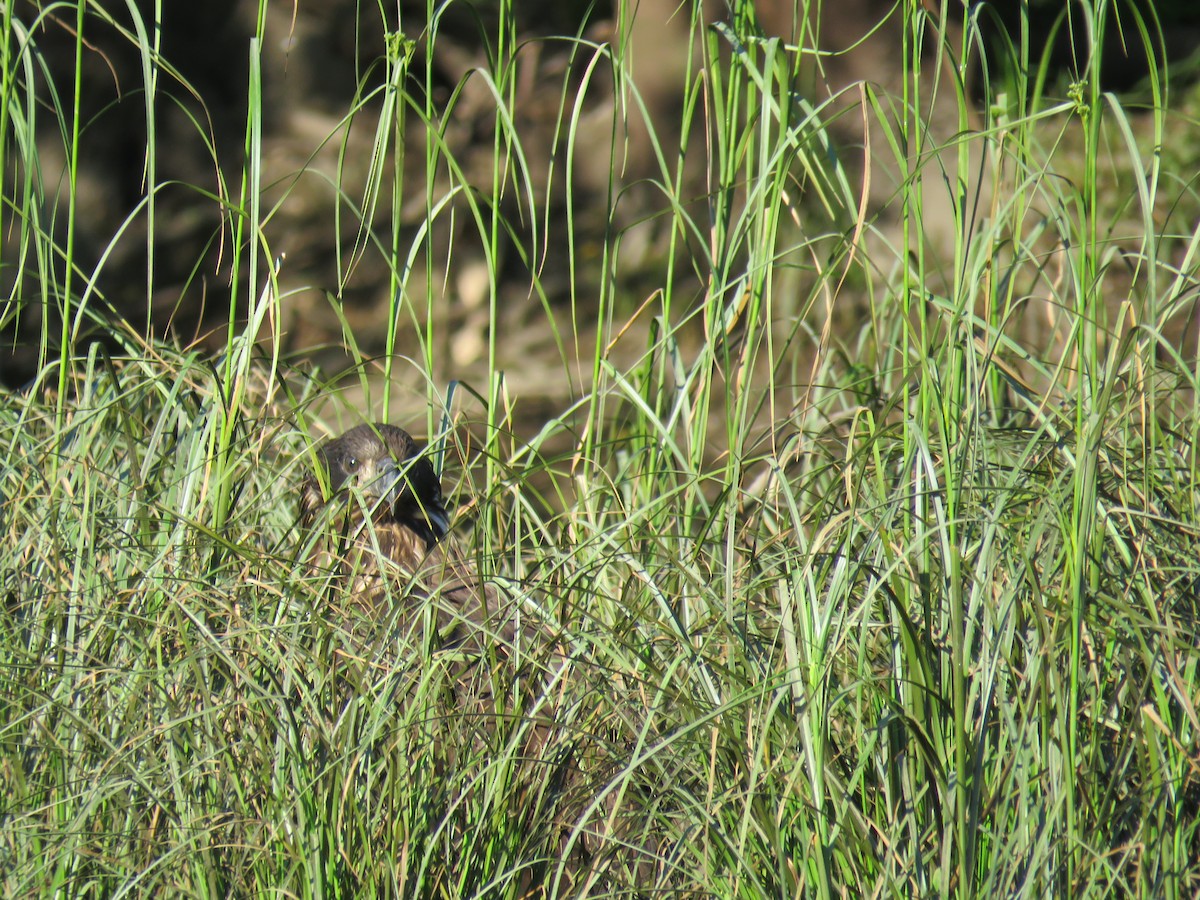 Bald Eagle - ML62617621