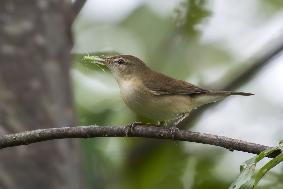 Blyth's Reed Warbler - ML626176225