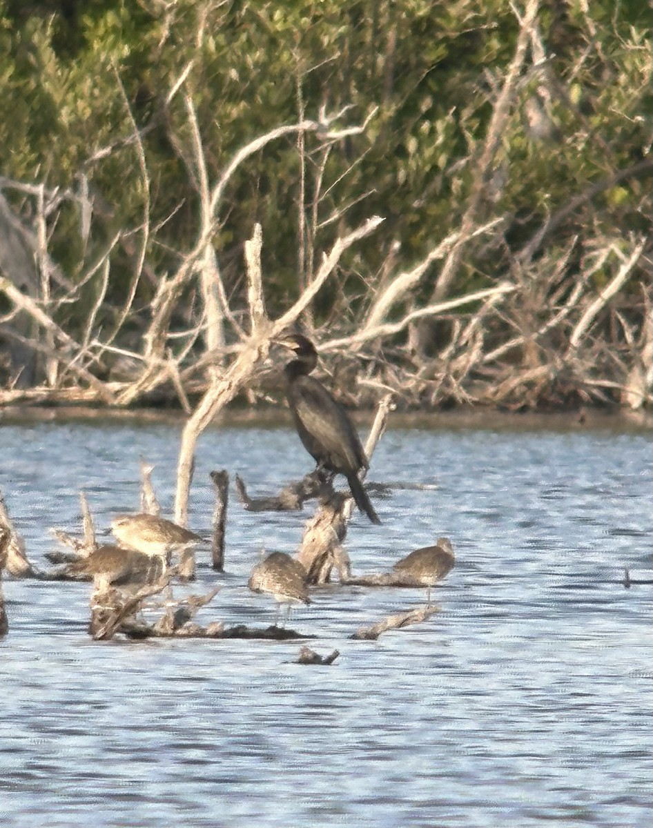 Neotropic Cormorant - ML626176249
