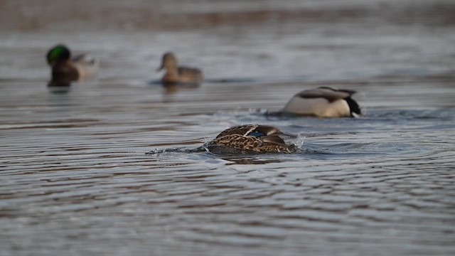 Canard colvert - ML626176273