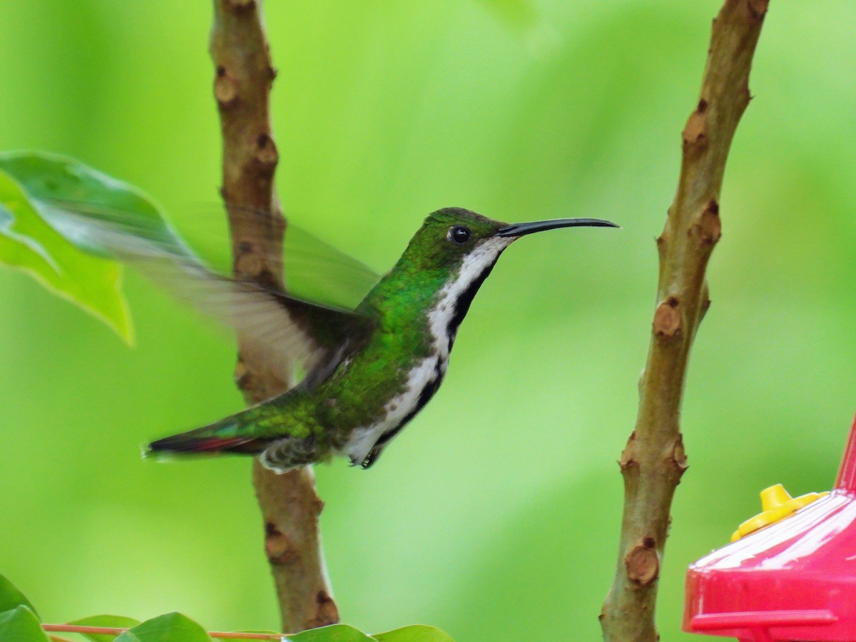 Black-throated Mango - ML626176299