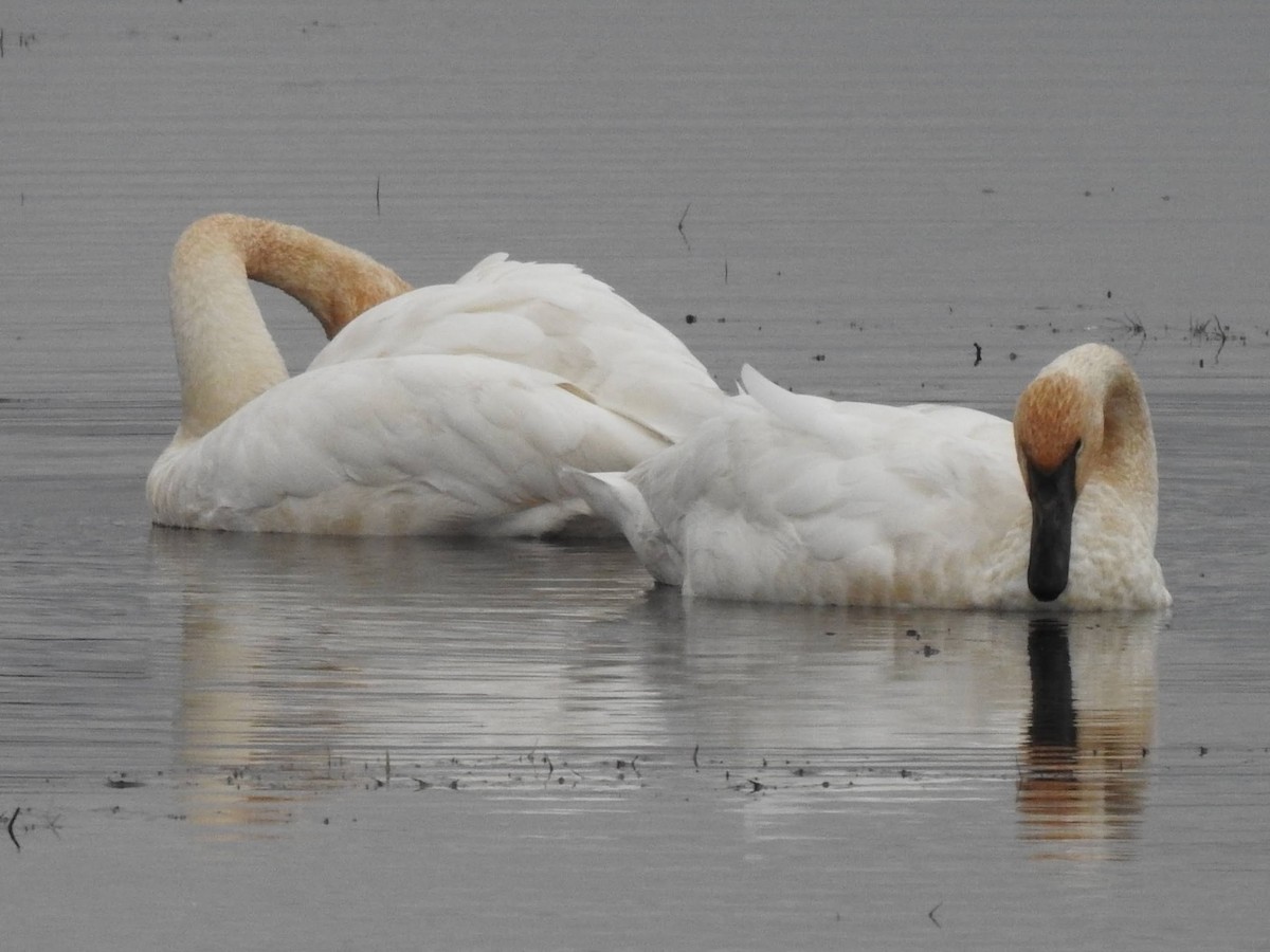 Trumpeter Swan - ML626176424