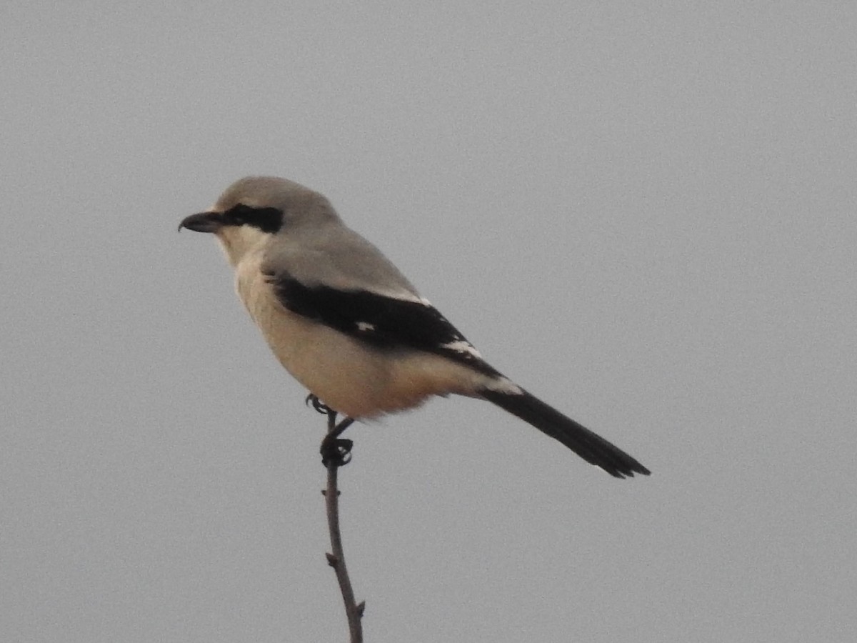 Northern Shrike - ML626176486