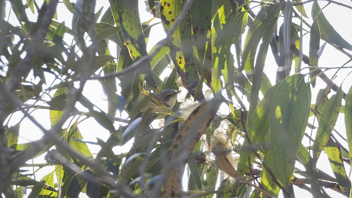 白喉林鶯 - ML626176519