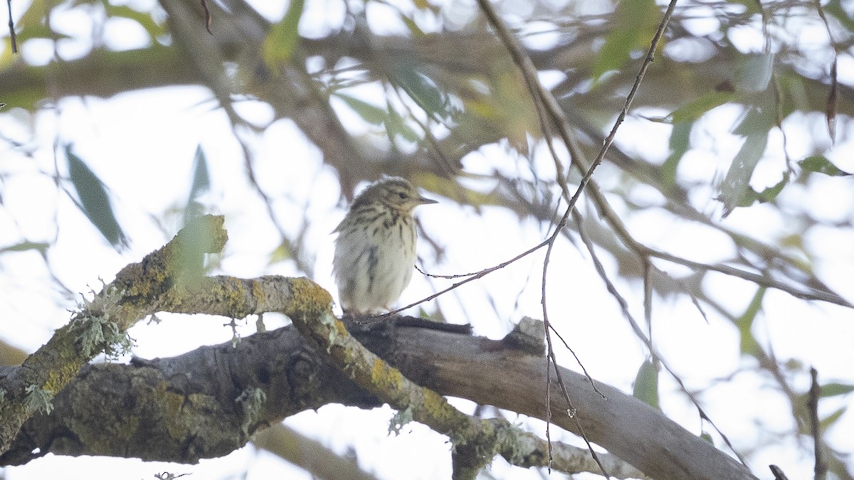 樹鷚 - ML626176555