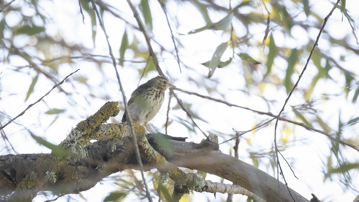 樹鷚 - ML626176556