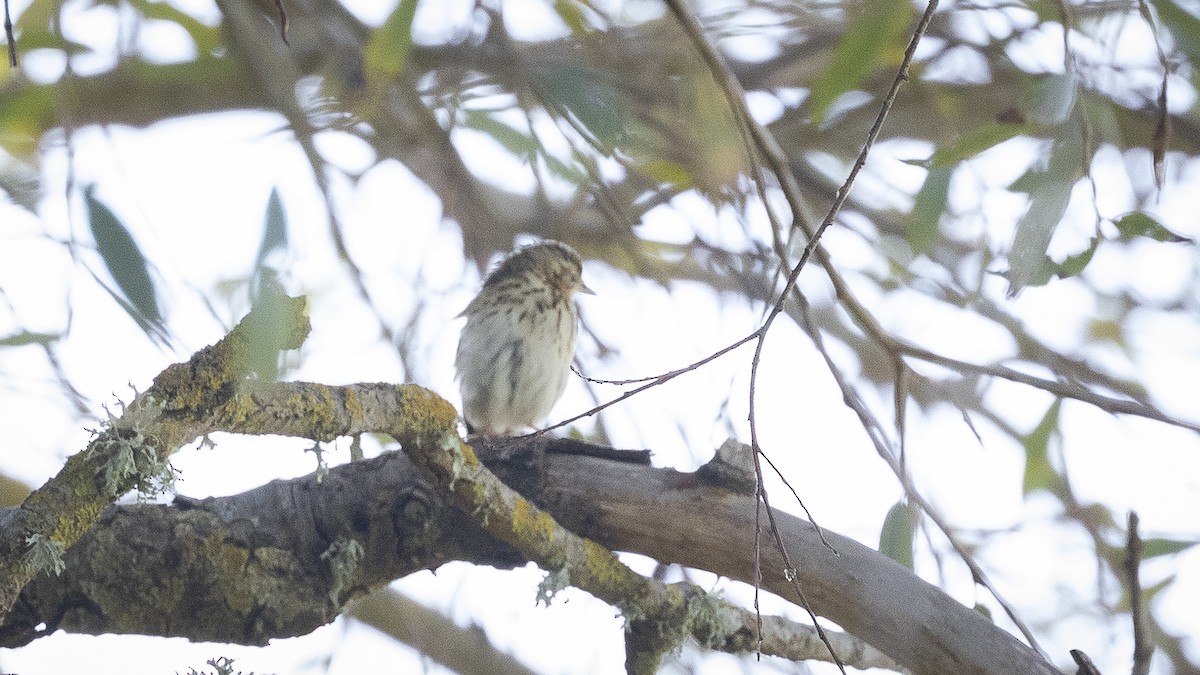 樹鷚 - ML626176557