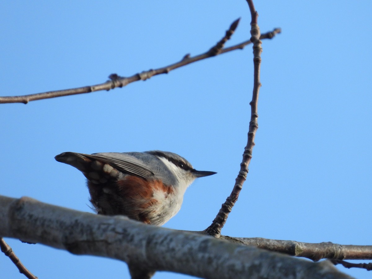 Eurasian Nuthatch - ML626176629