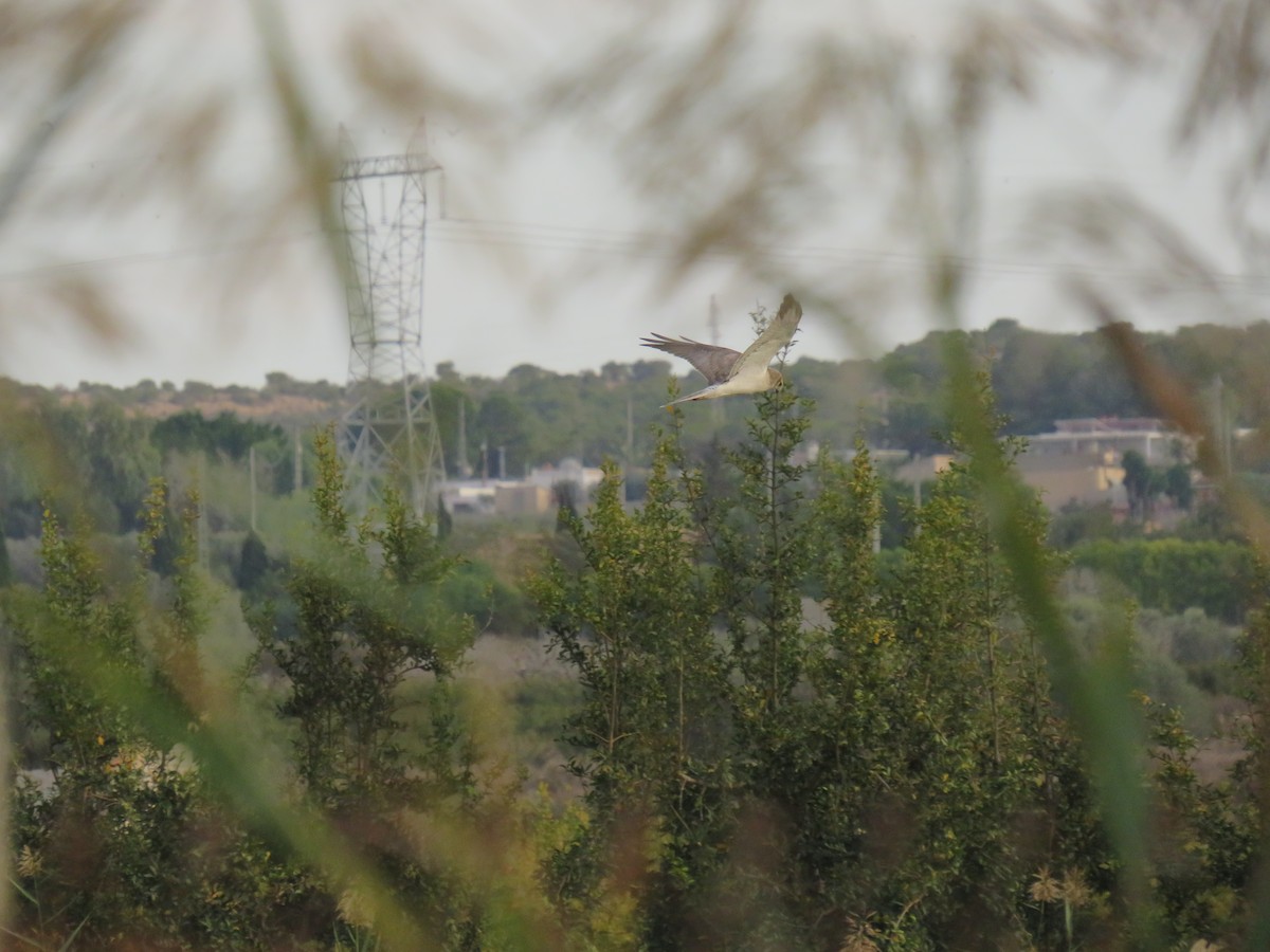 Pallid Harrier - ML626176637