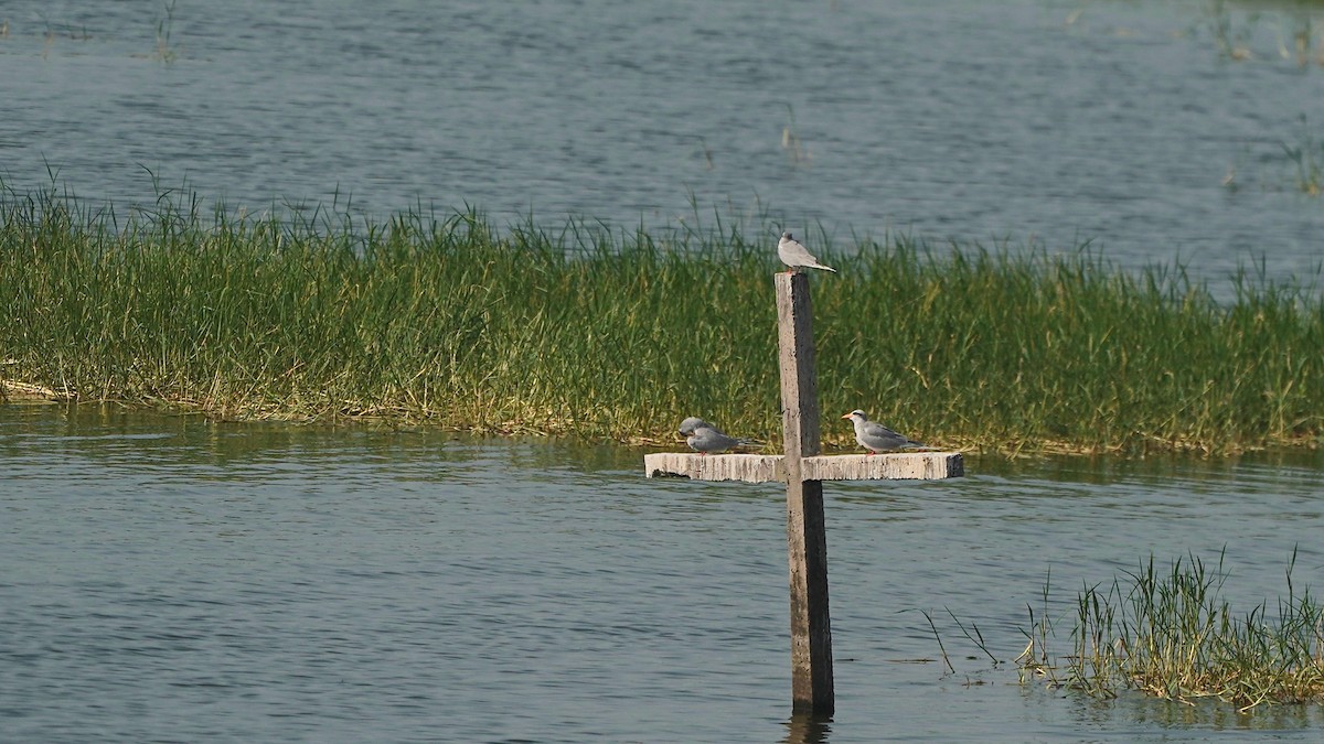 River Tern - ML626176912