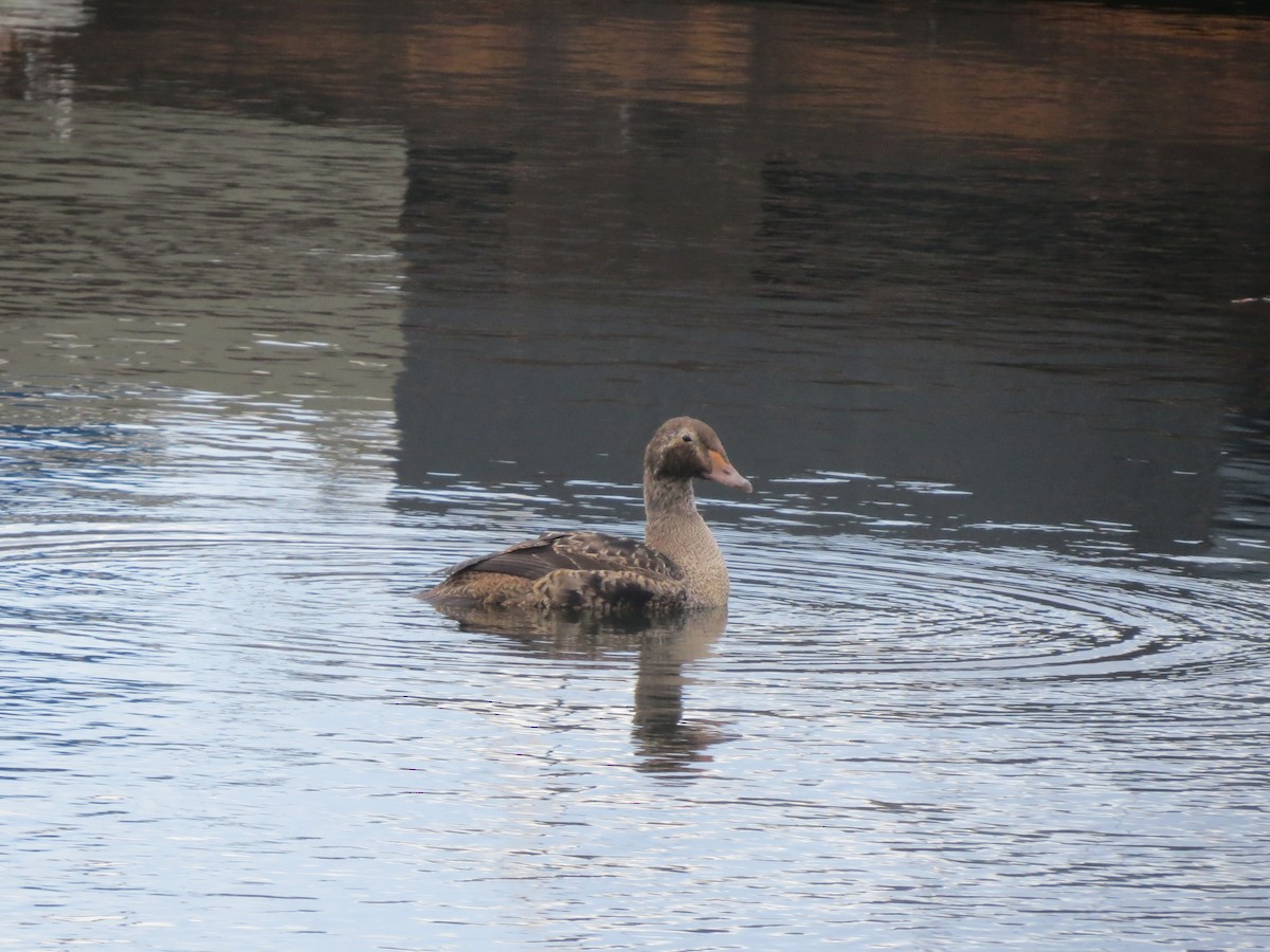 King Eider - ML626177115