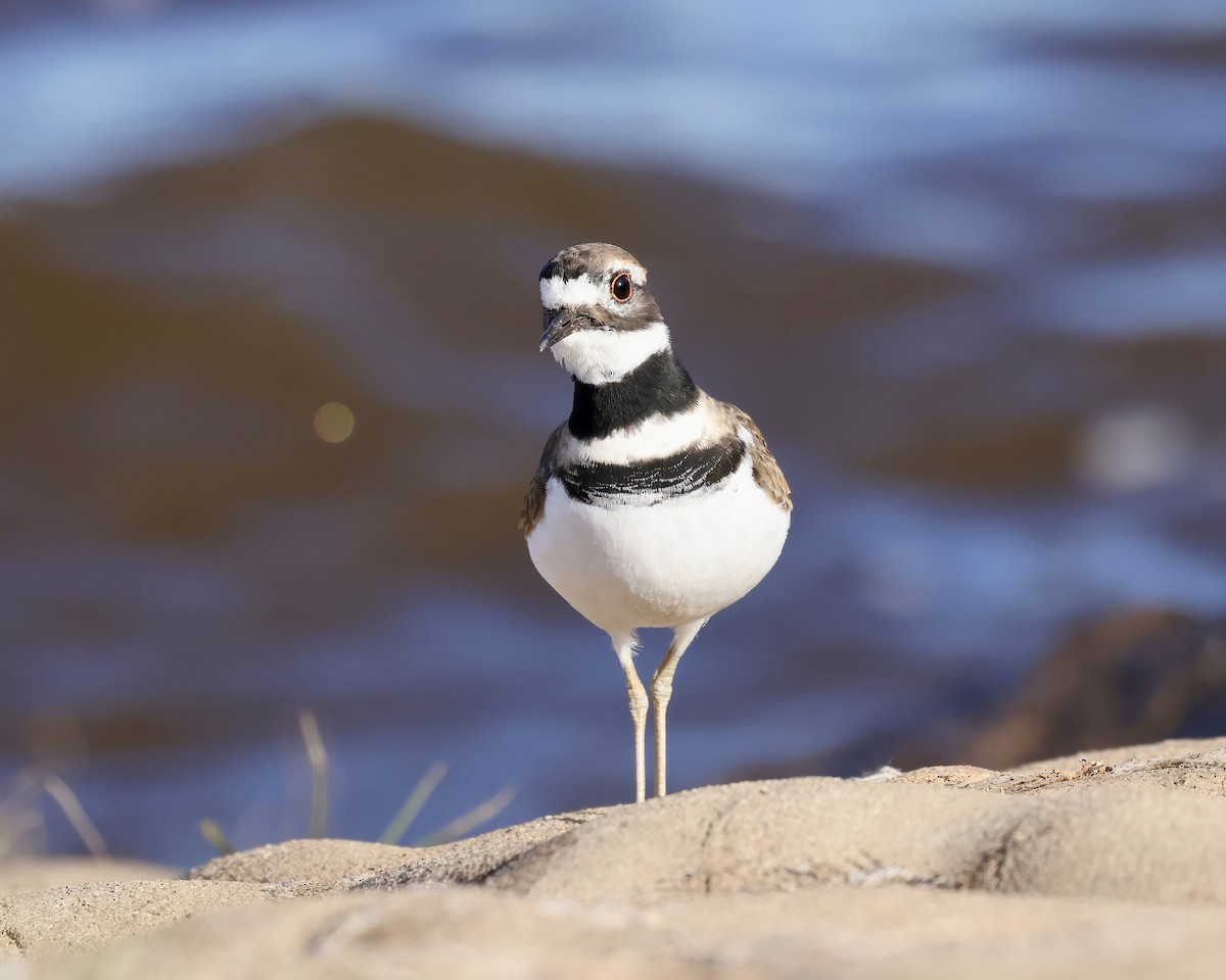 Killdeer - ML626177195