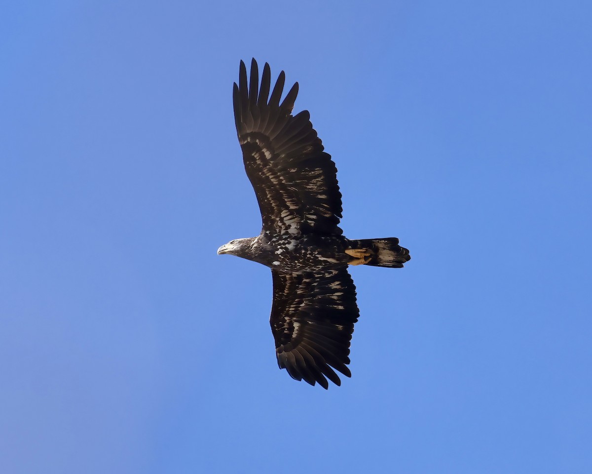 Bald Eagle - ML626177208