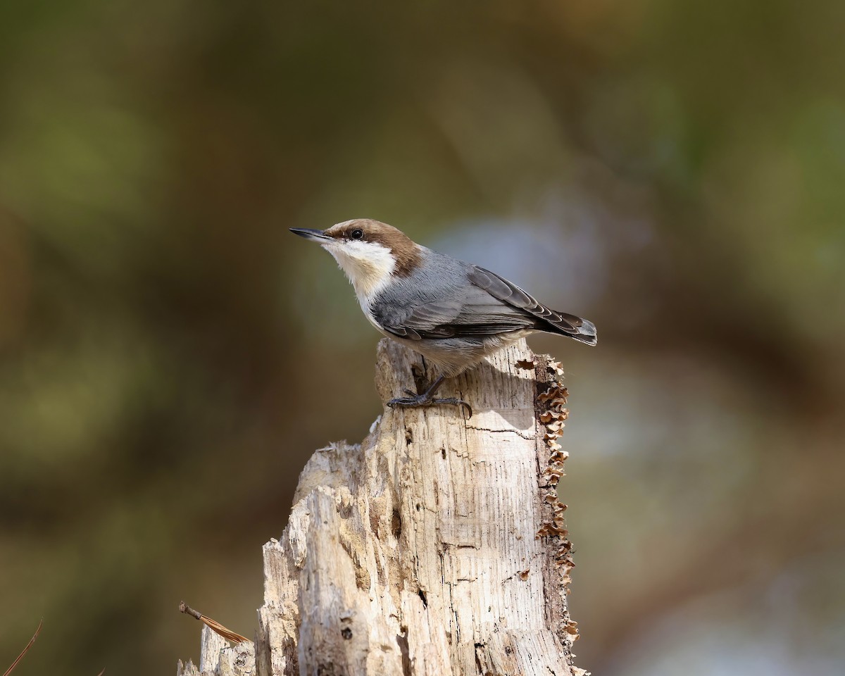 Brown-headed Nuthatch - ML626177217