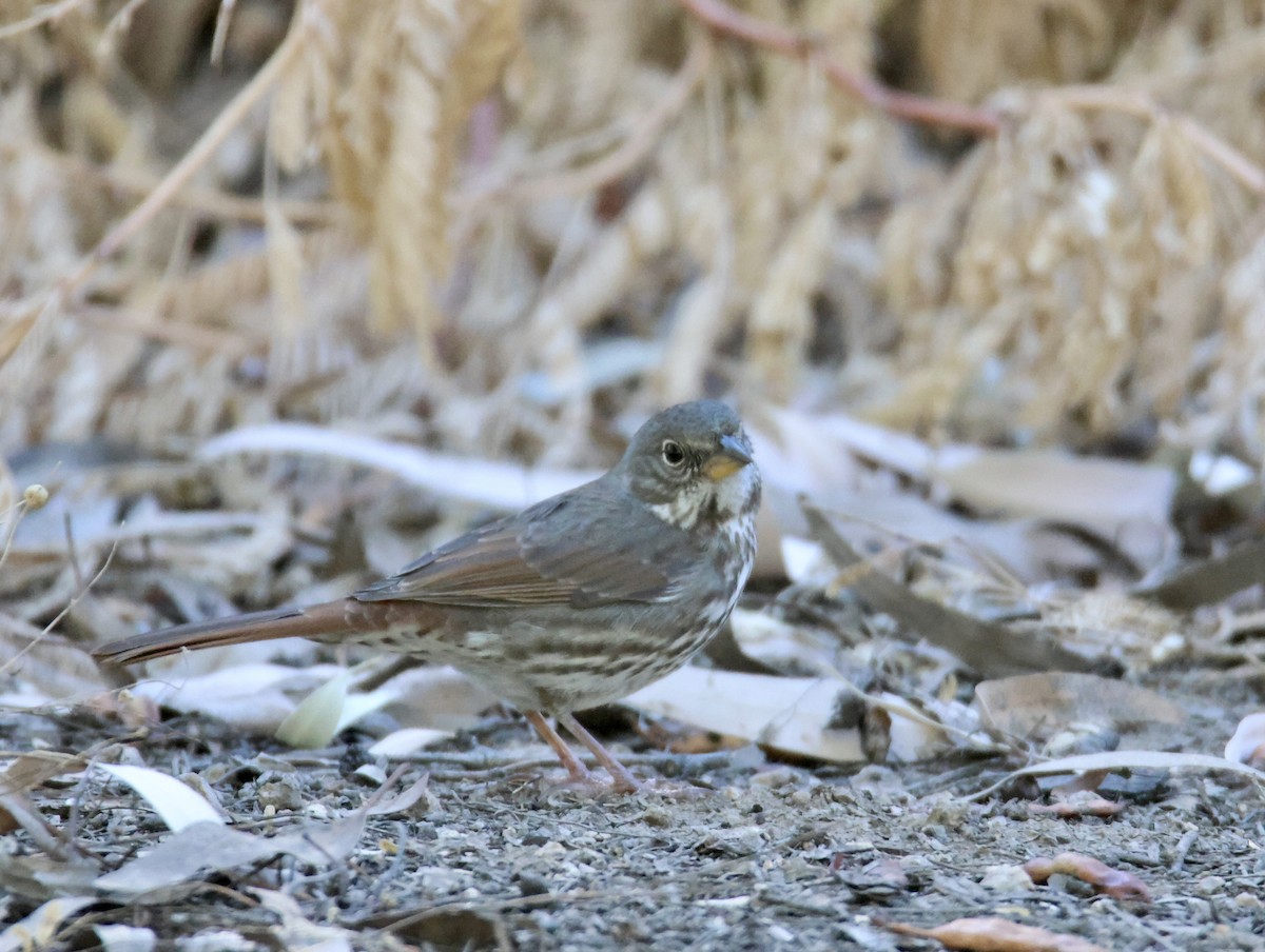 Fox Sparrow - ML626177322