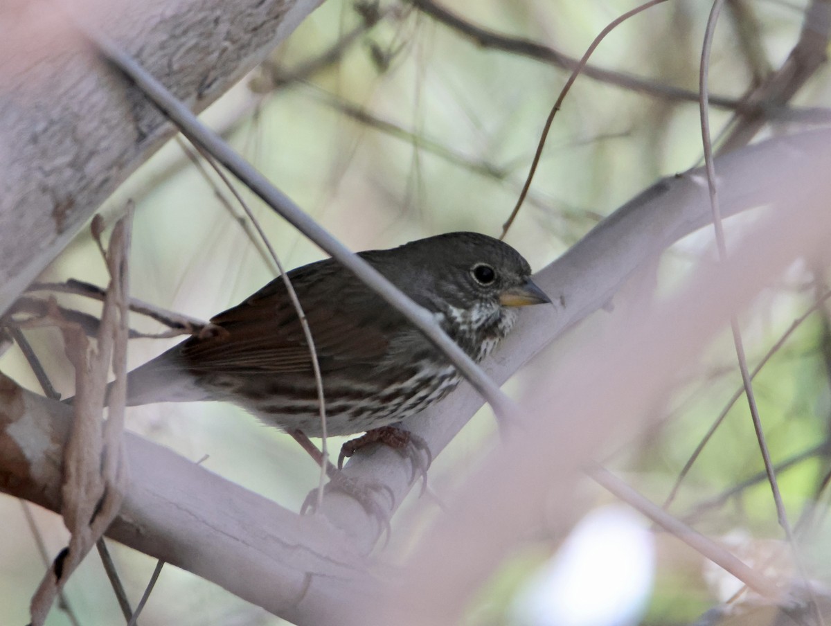 Fox Sparrow - ML626177323